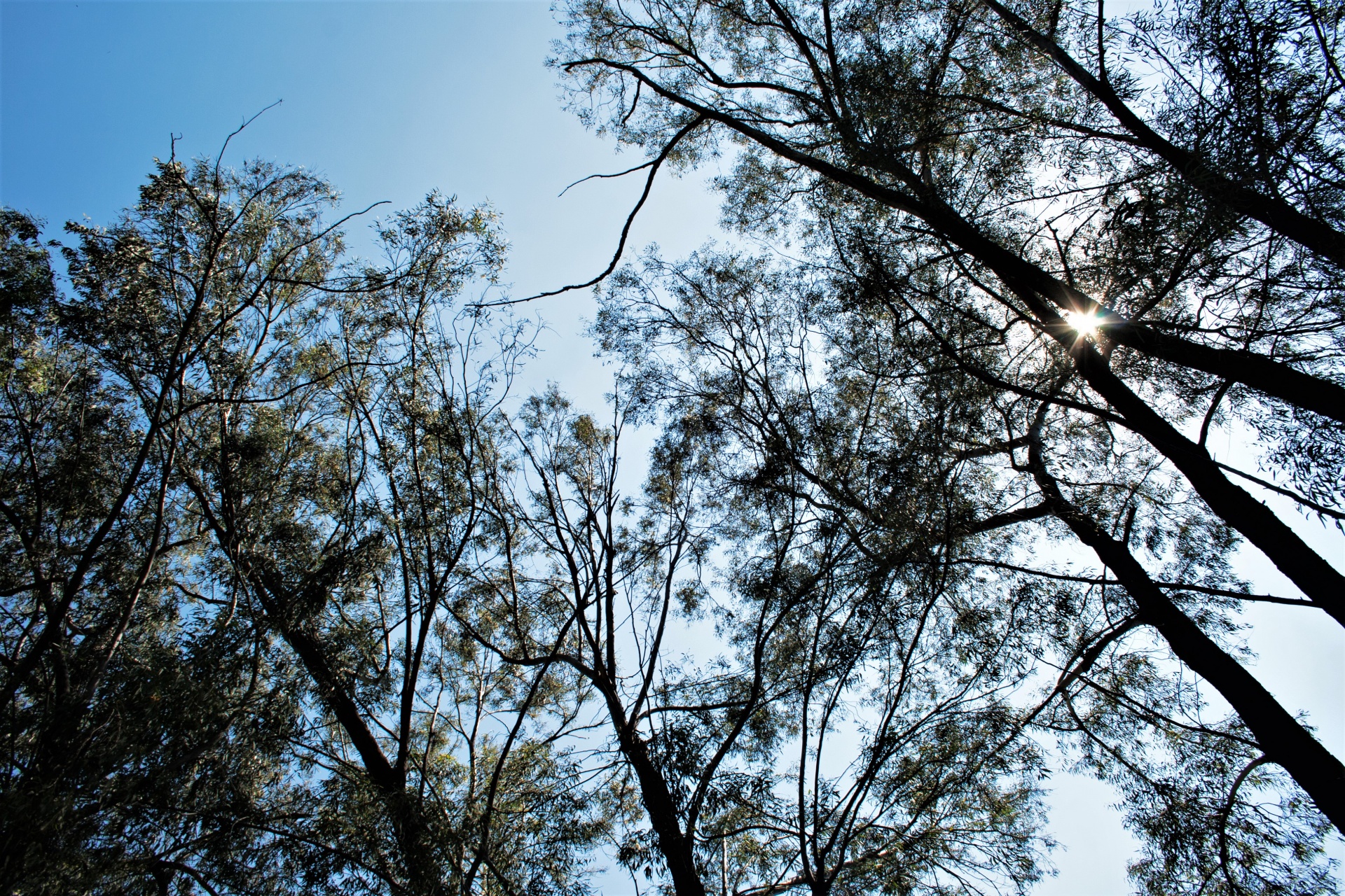 trees tall tops free photo