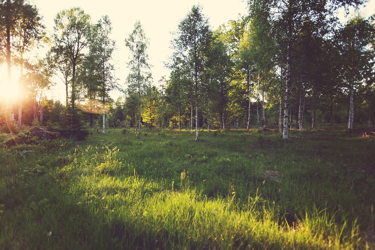 sun rays grass trees free photo