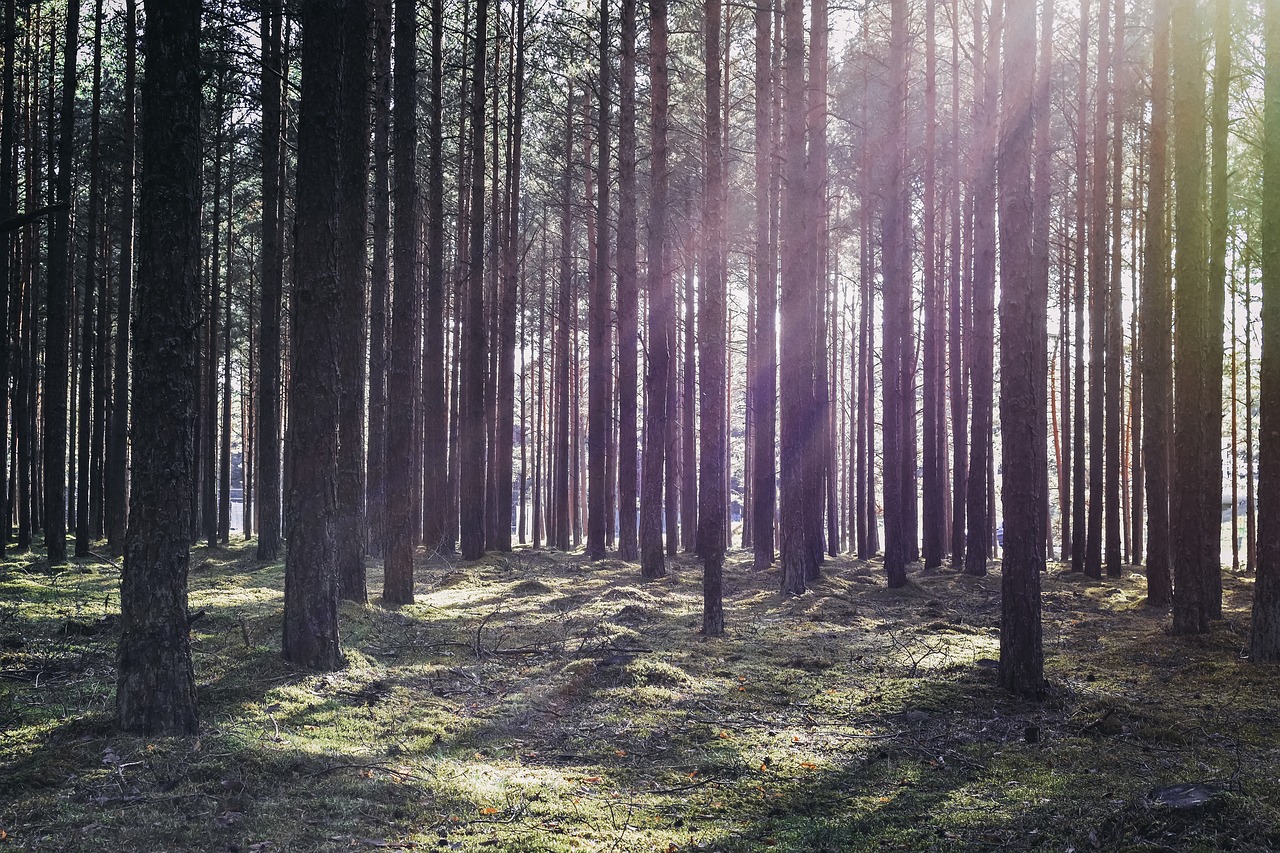 sun rays  sunbeams  forest free photo