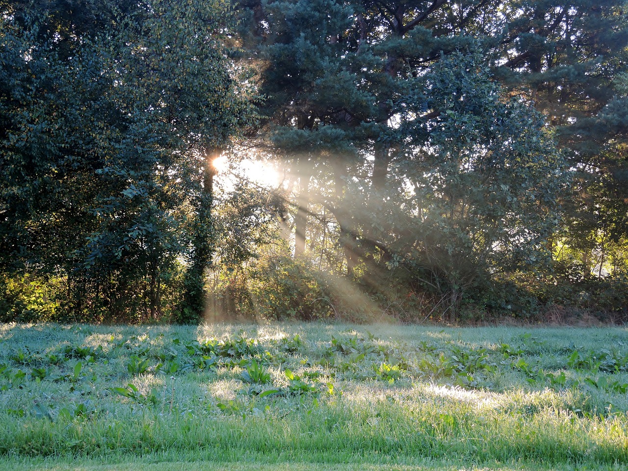 sun rays trees forest free photo