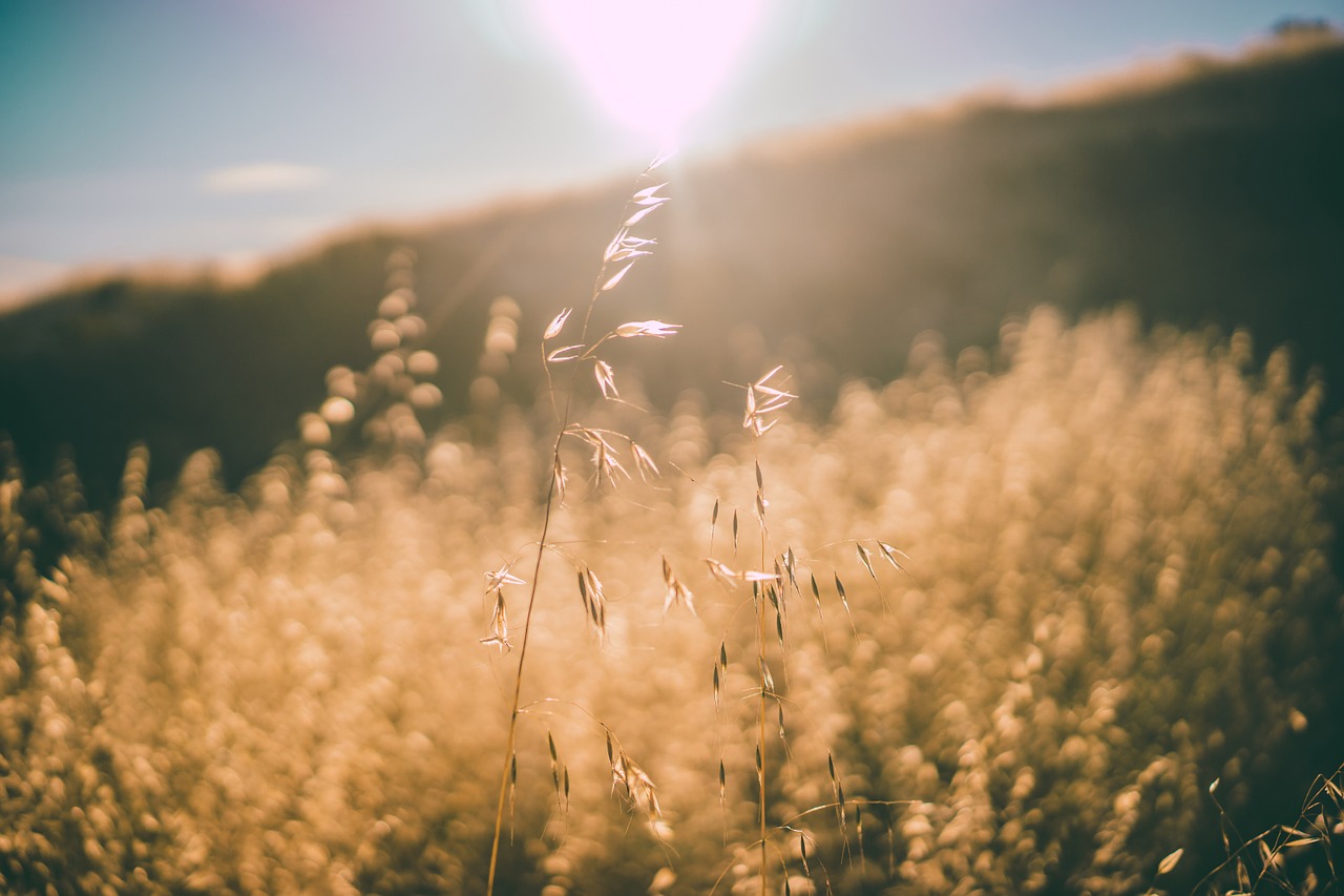 sun rays sunlight plants free photo