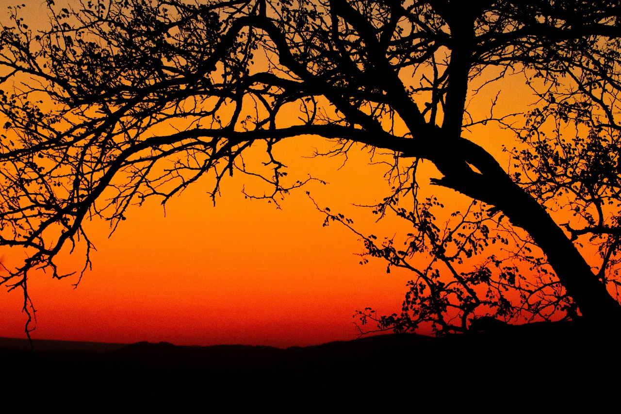 sun set africa silhouette free photo