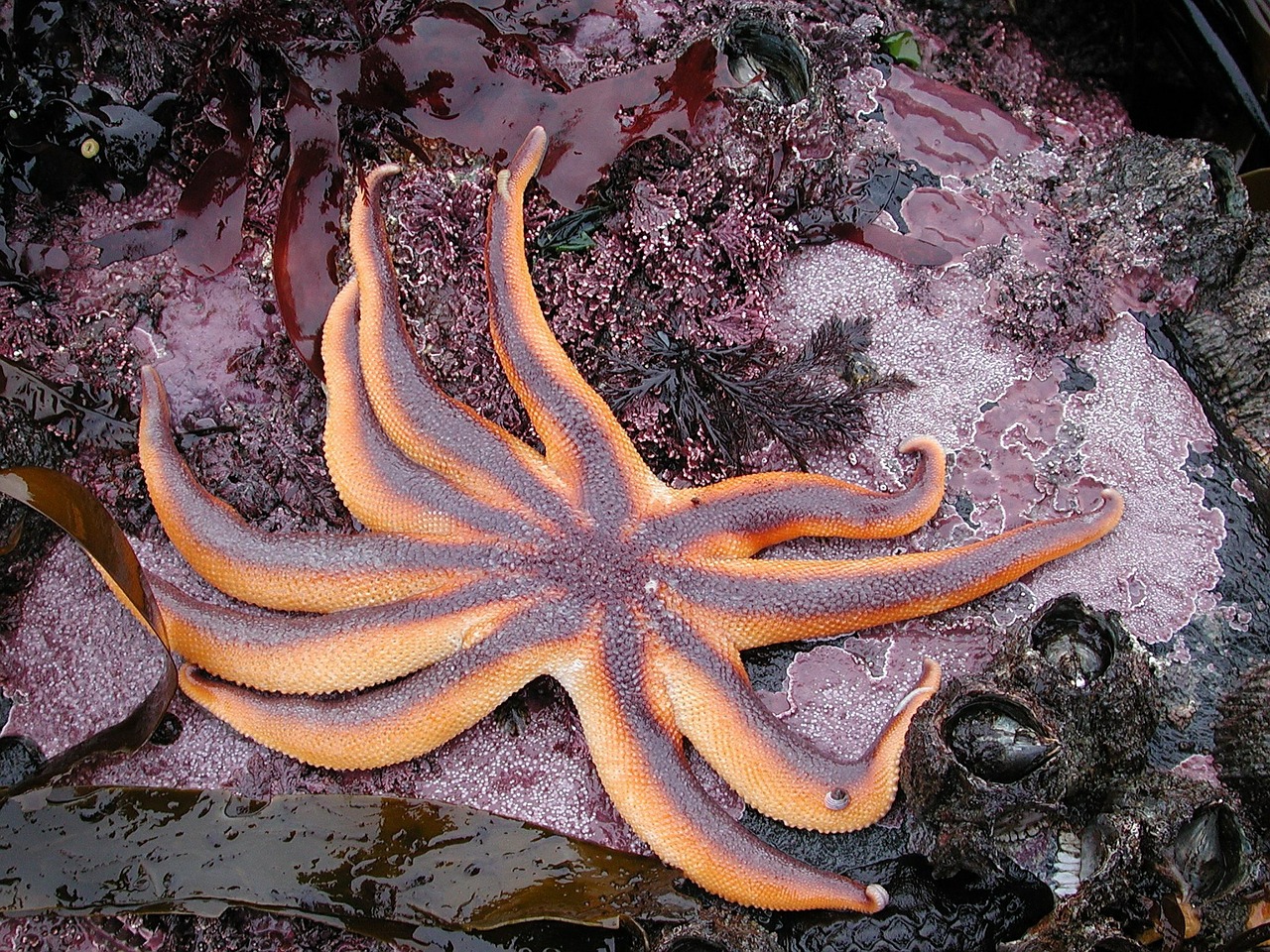 sun starfish starfish sea free photo