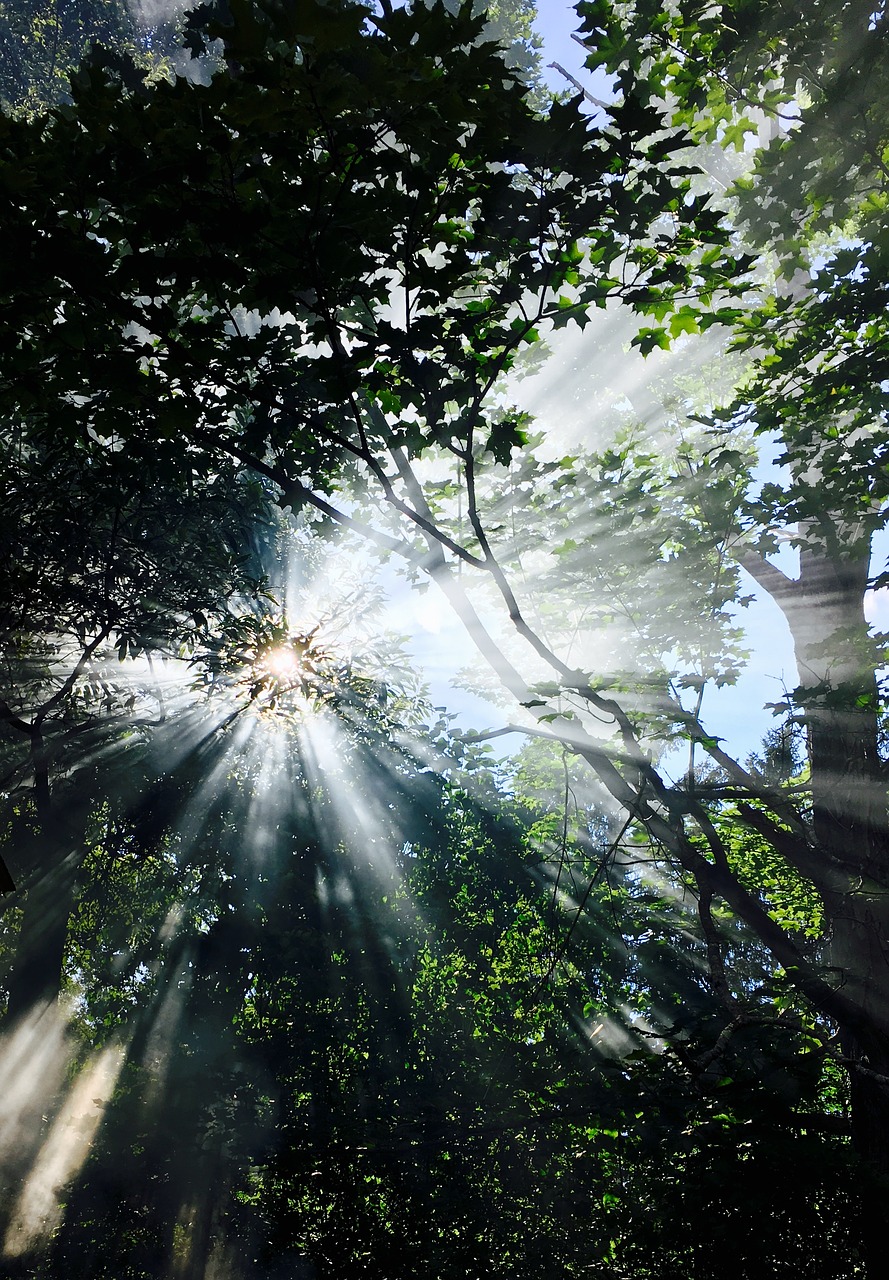 sun streaming trees light free photo