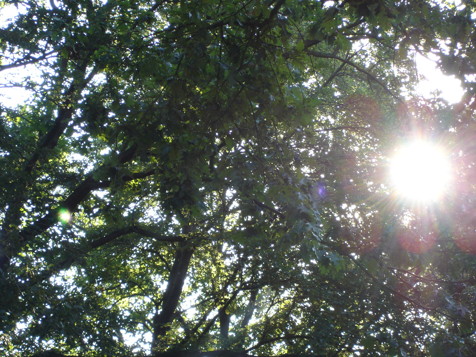 trees sun woods free photo