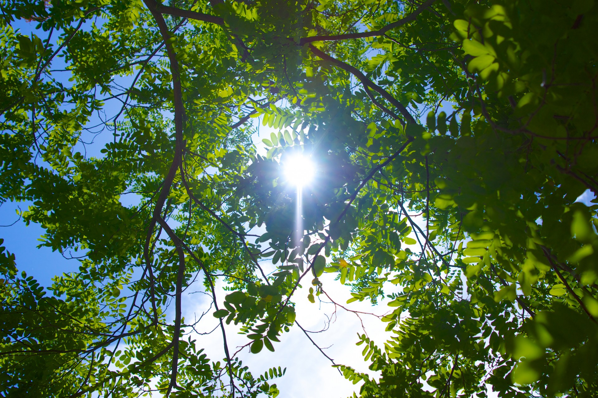 blue sky branches green free photo