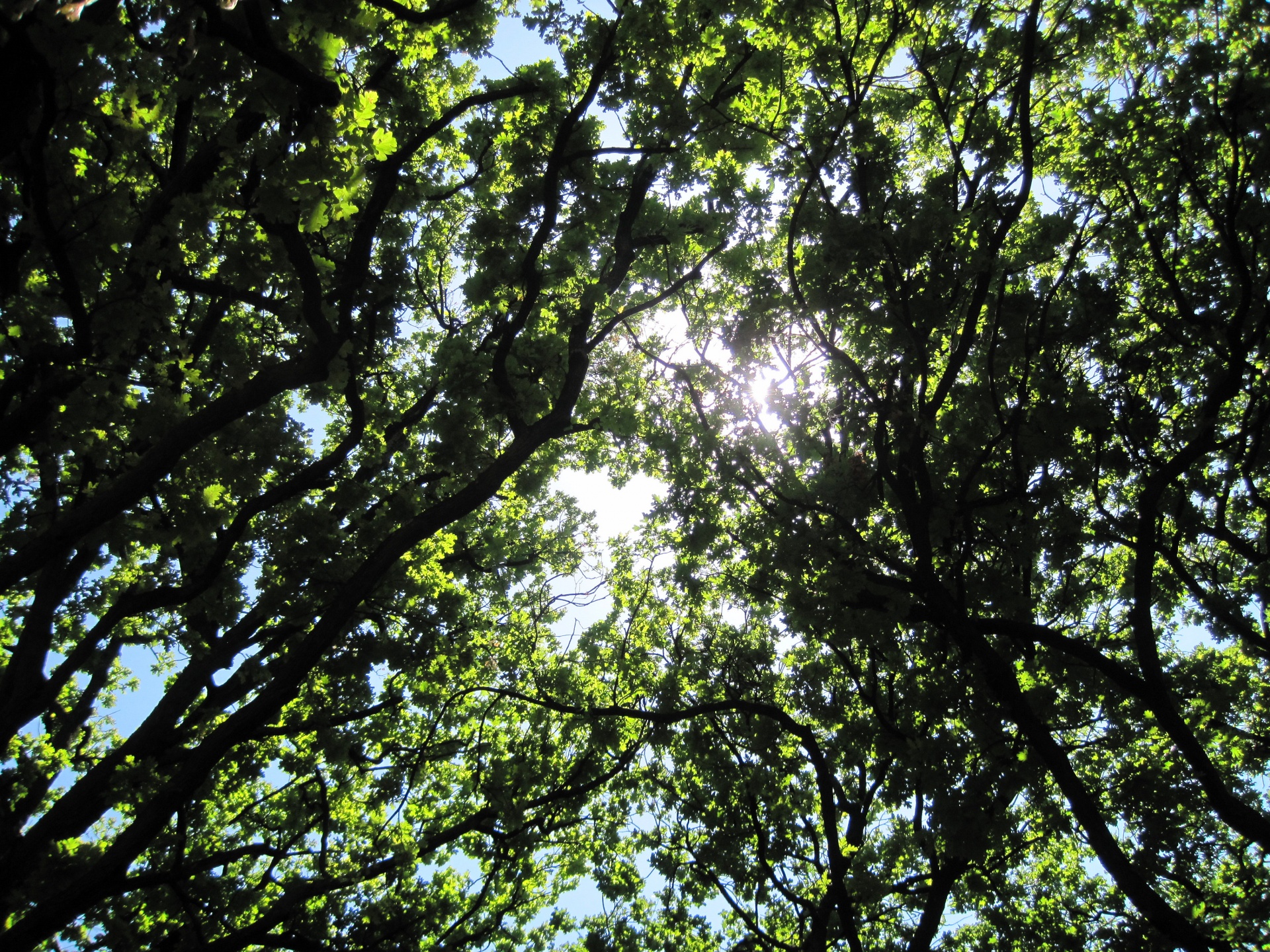 tree oak leaves free photo