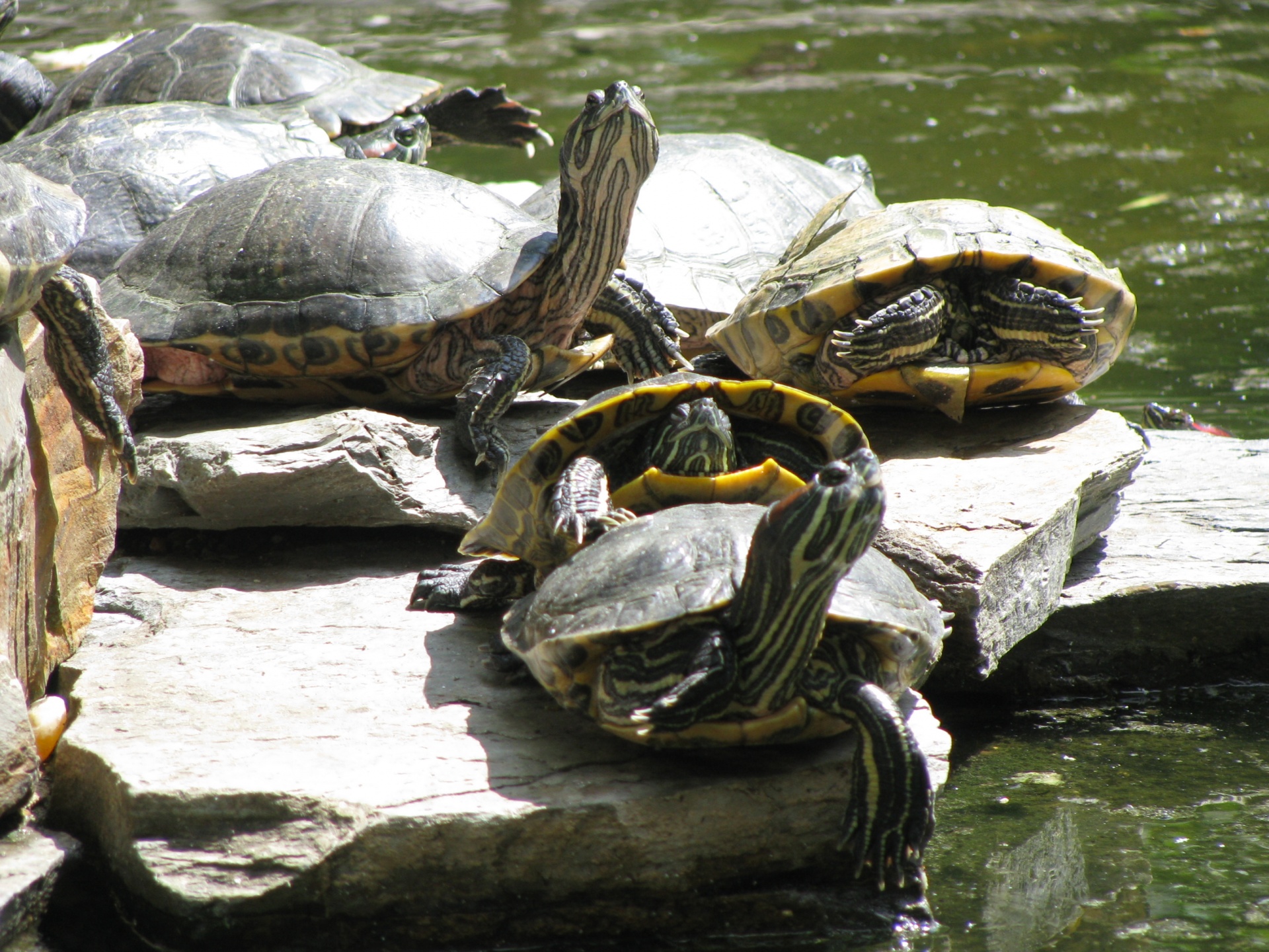 turtles tortoise pond free photo