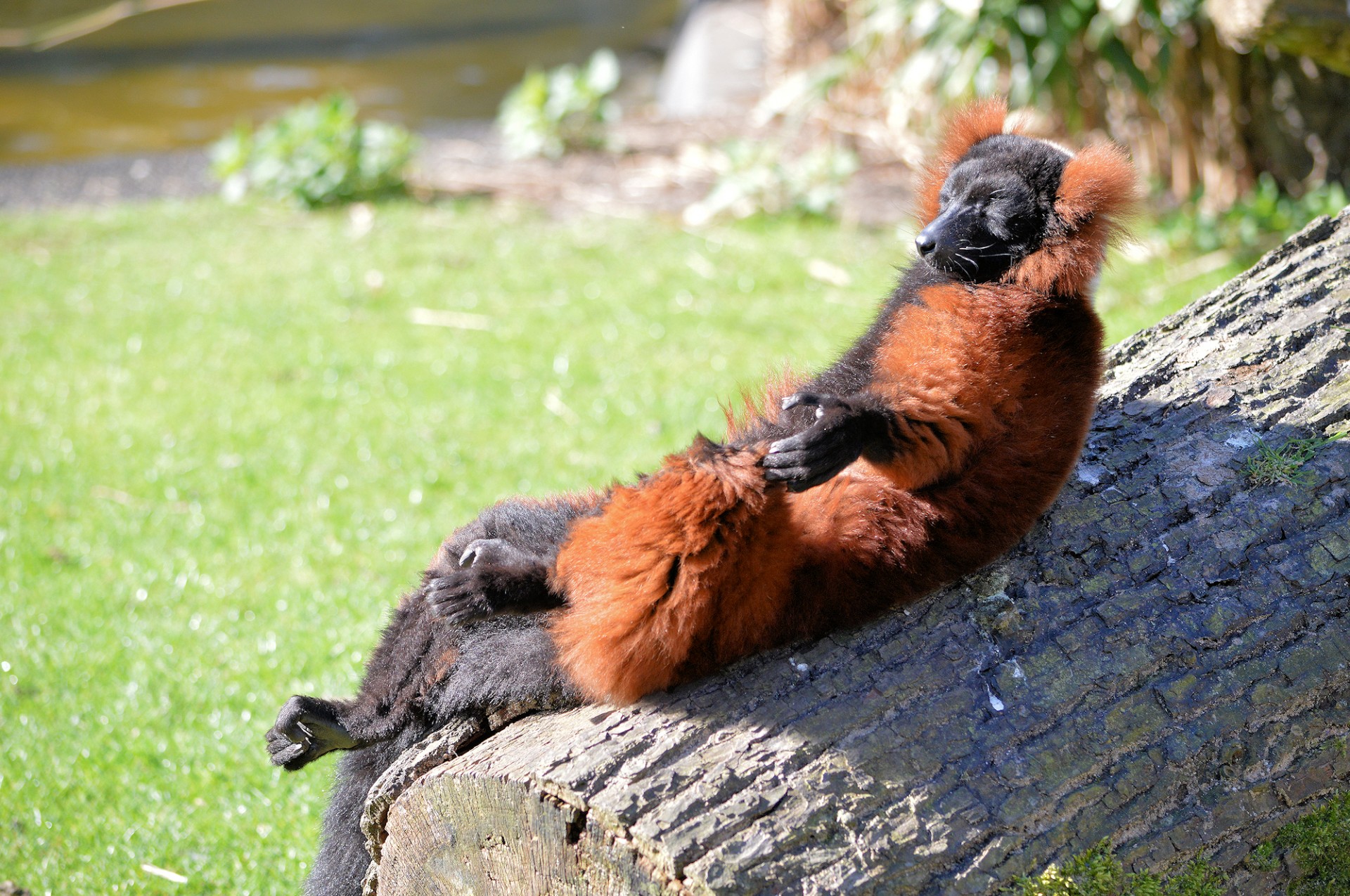 sunbathing lemur ape free photo