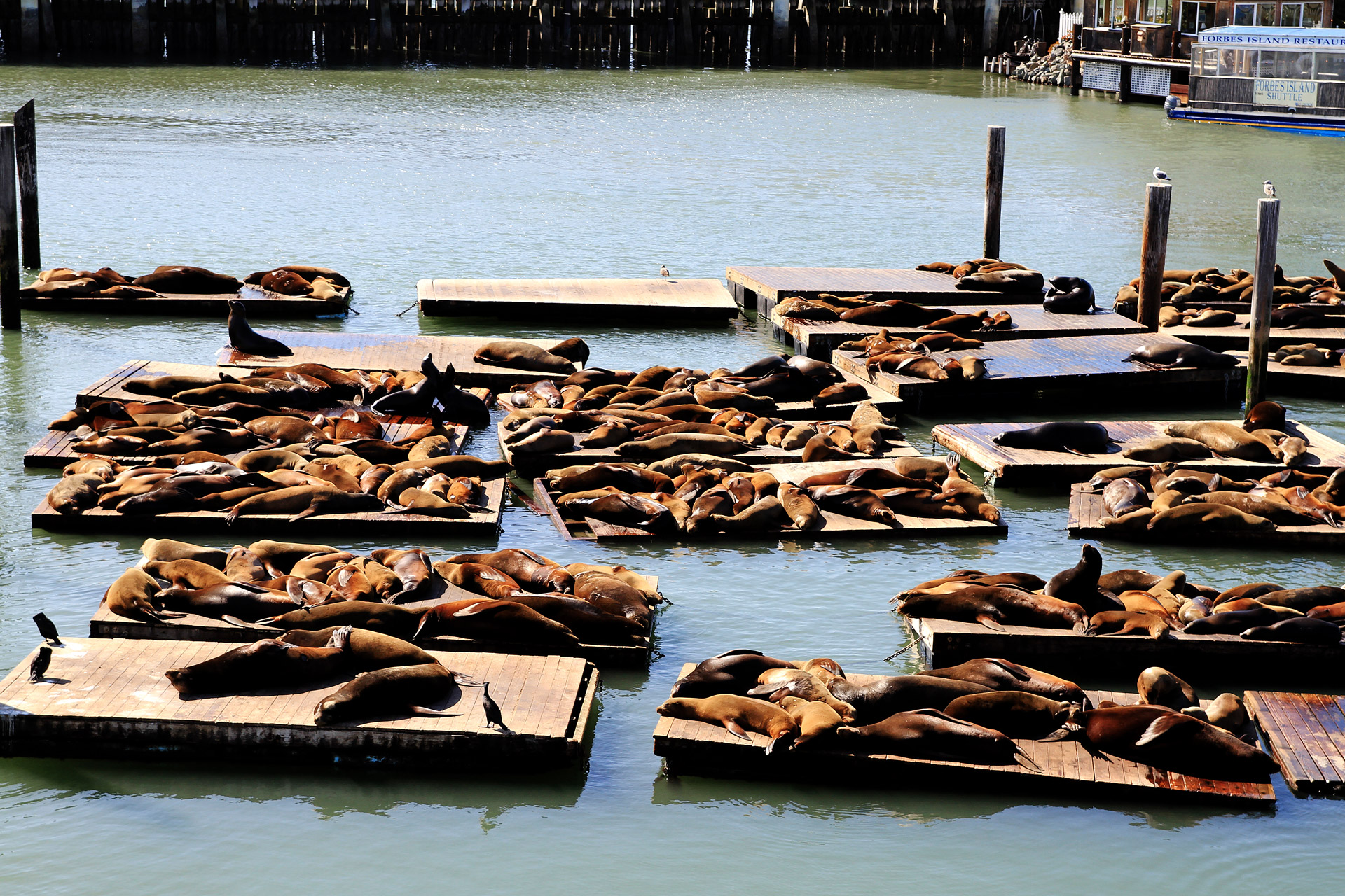 sea lions pier 39 san francisco free photo