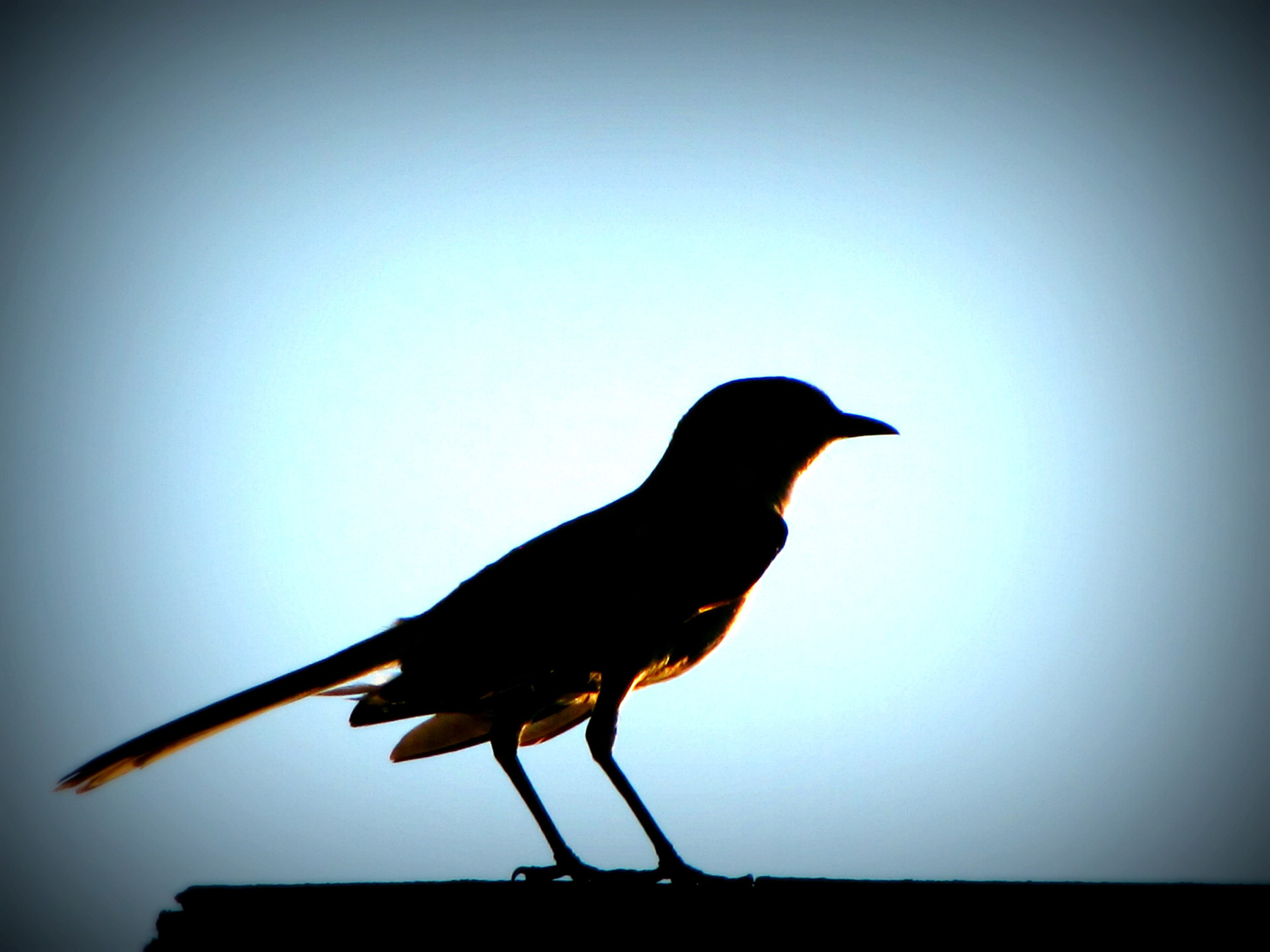 bird sun perched free photo