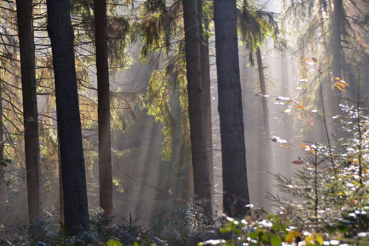 sunbeam forest firs free photo