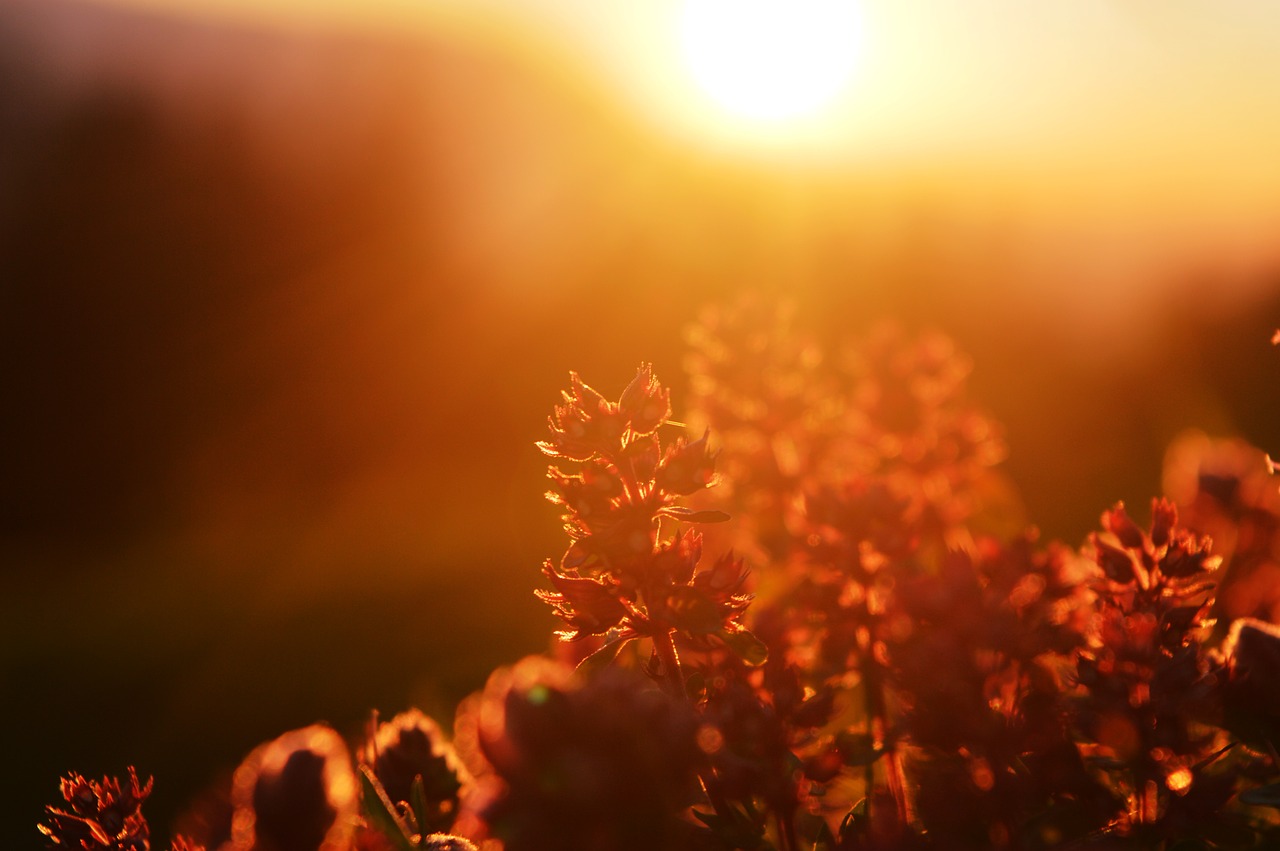 sunbeam plant lichtspiel free photo