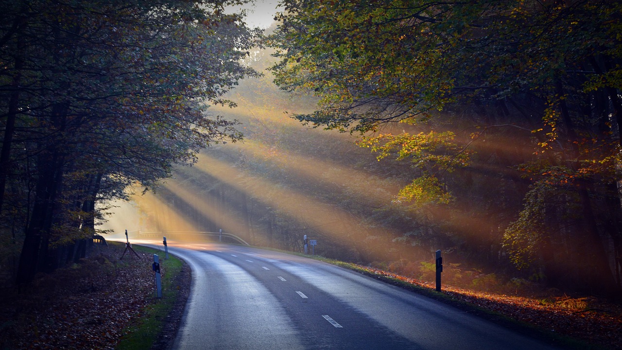 sunbeam forest road free photo