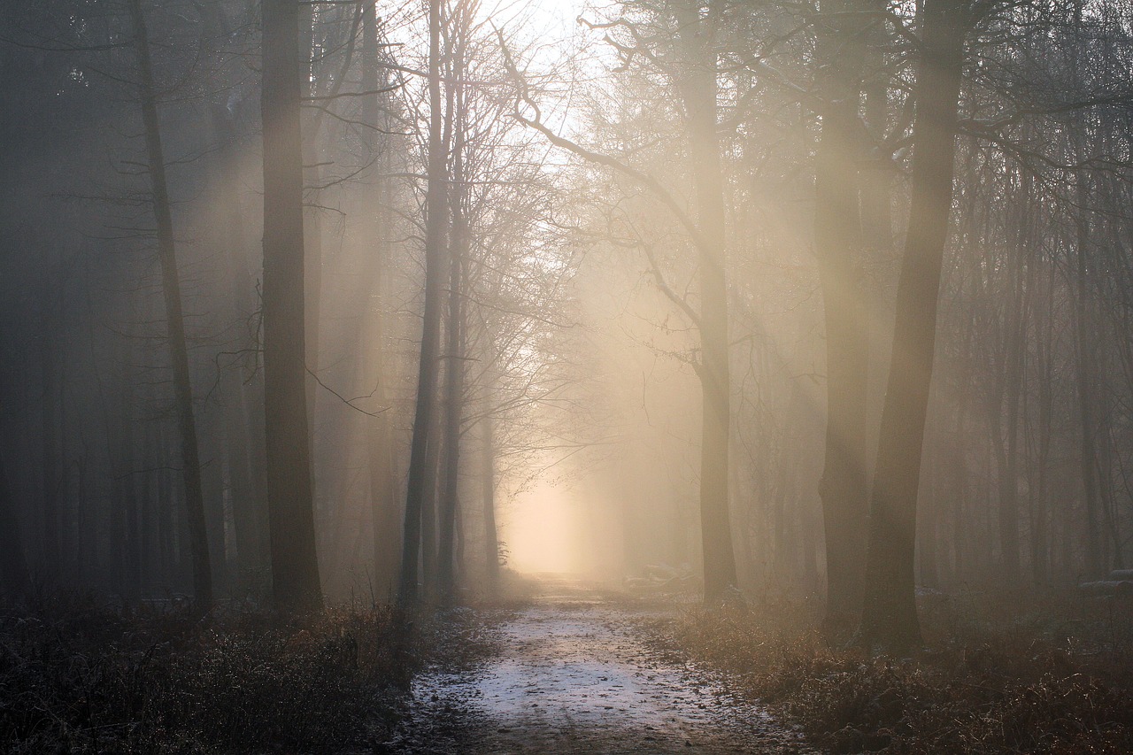 sunbeam forest fog free photo