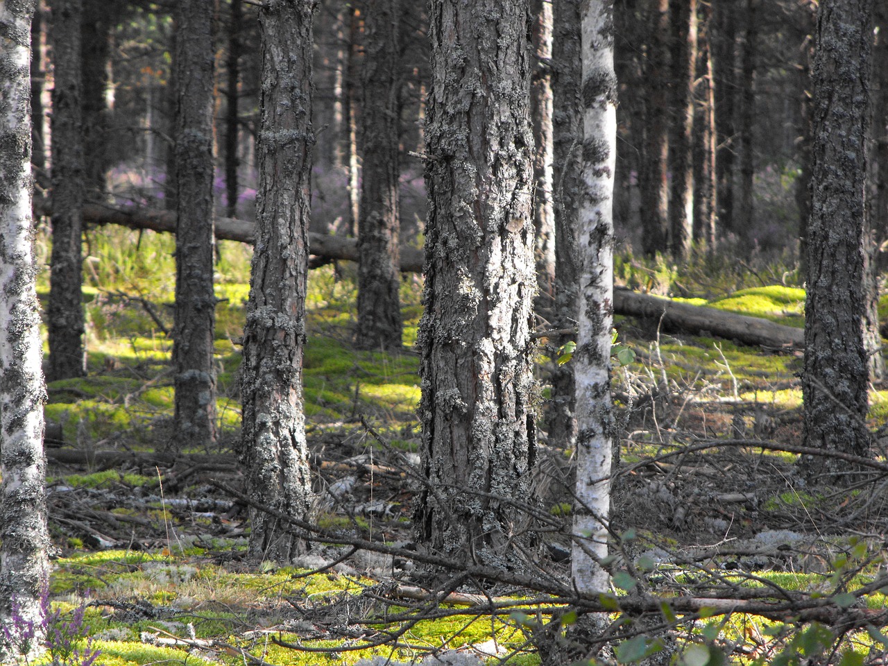 sunbeam forest pine free photo