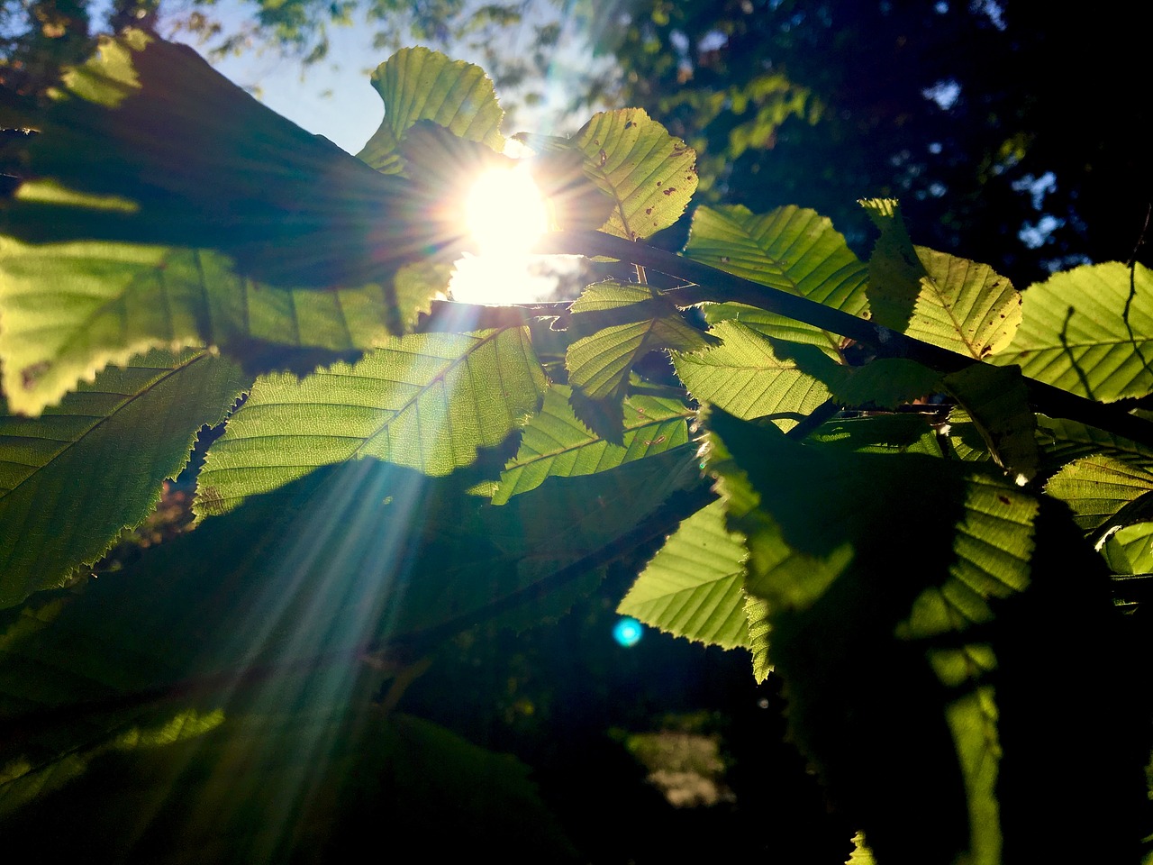 sunbeam  leaves  autumn light free photo