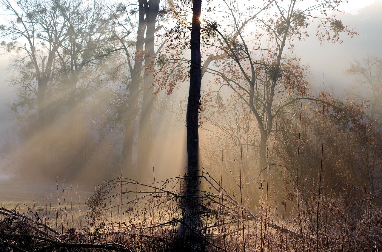 sunbeam  fog  backlighting free photo