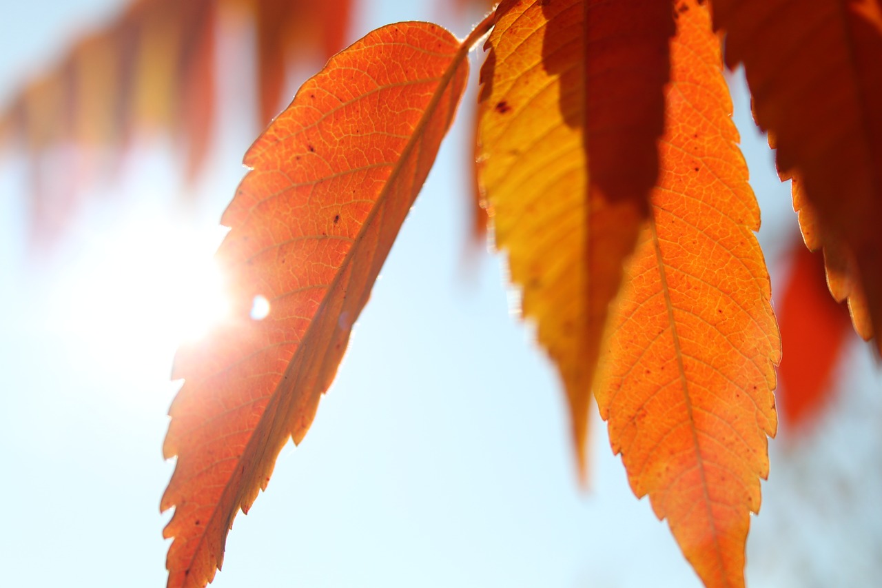 sunbeam  leaves  tree free photo