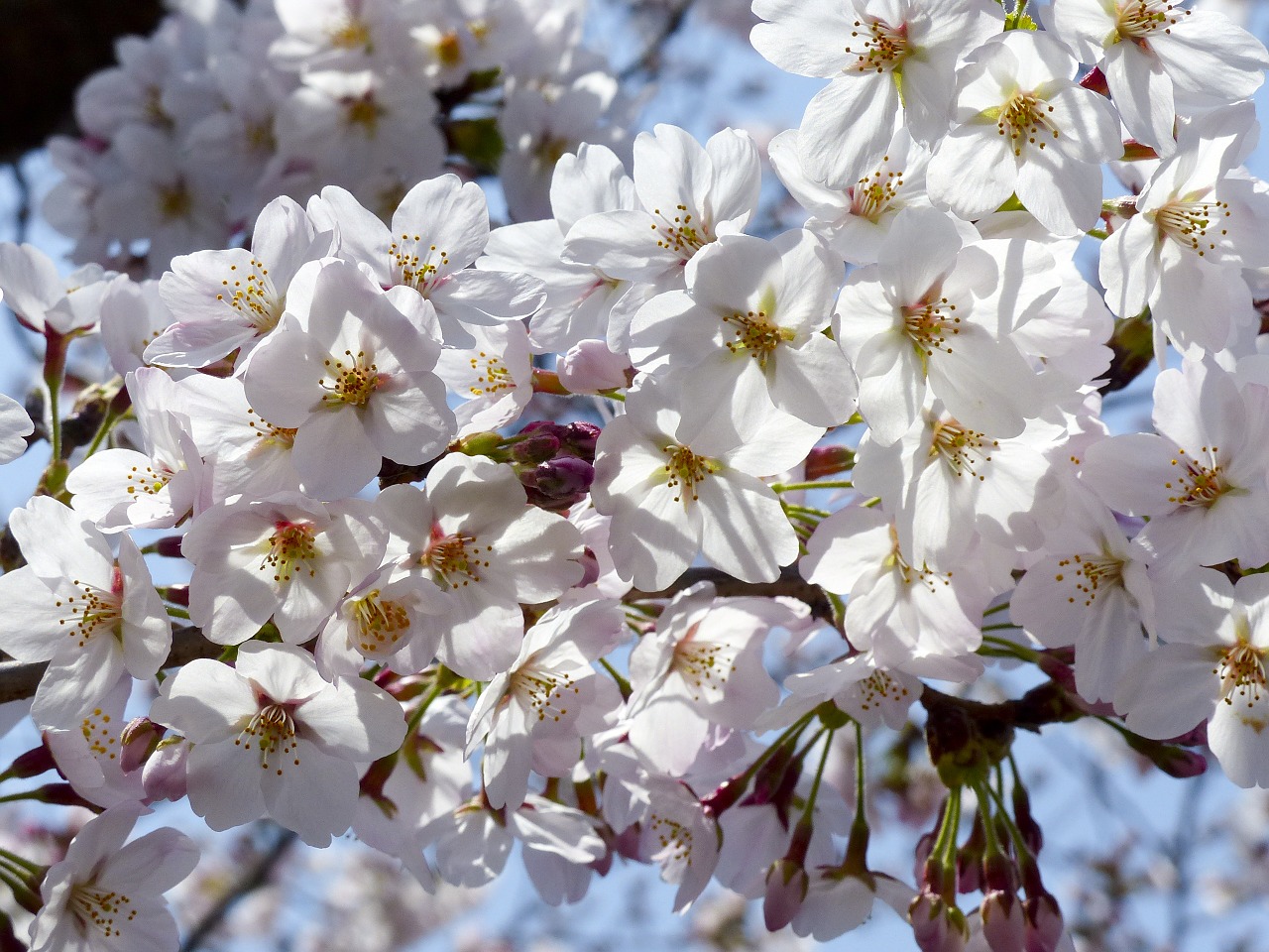 sunbeam sakura tree free photo