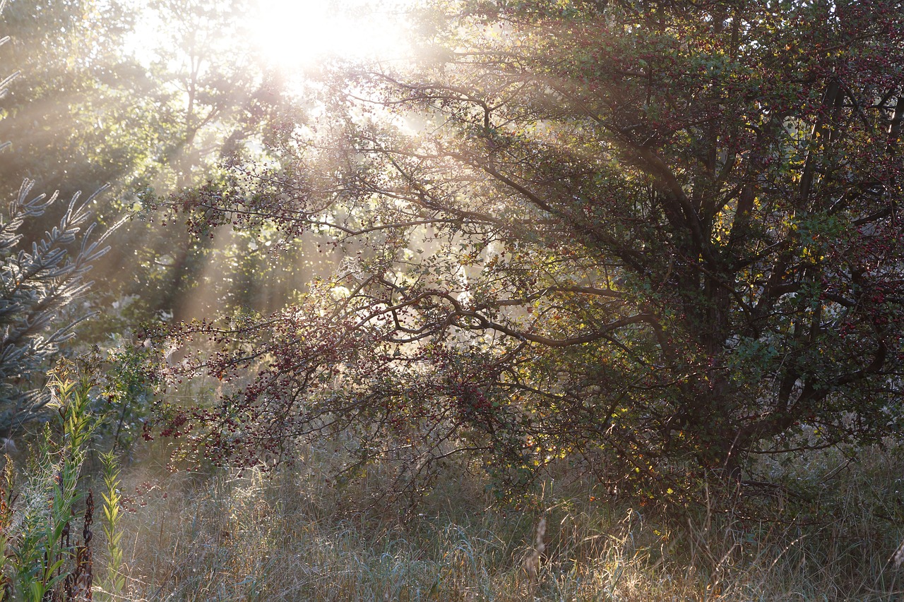 sunbeams morning sol free photo