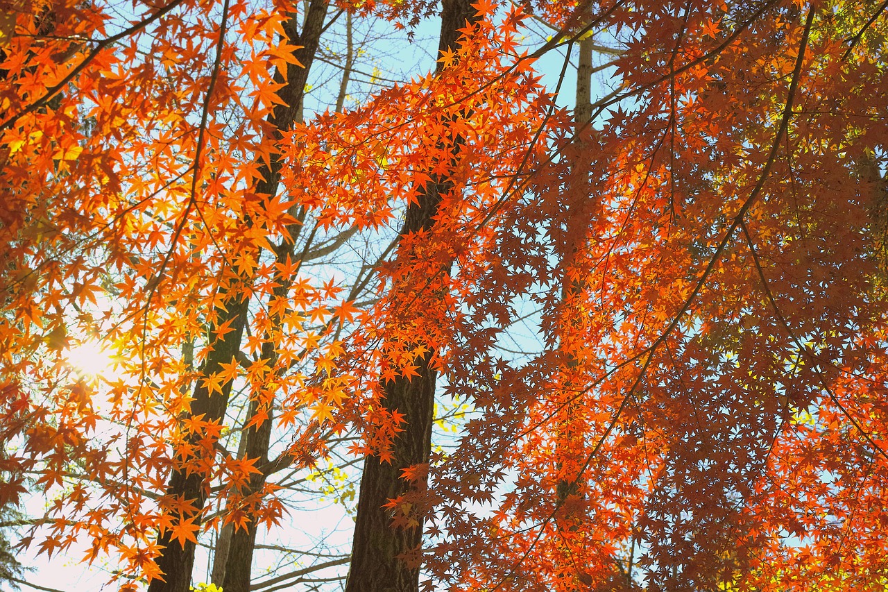 sunbeams autumn japan free photo