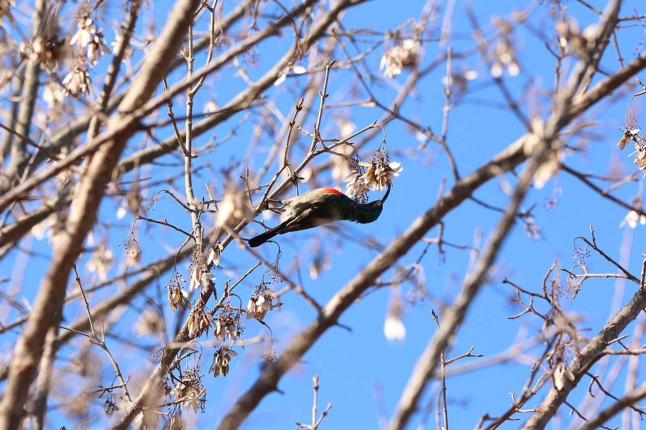 sunbird bird wildlife free photo