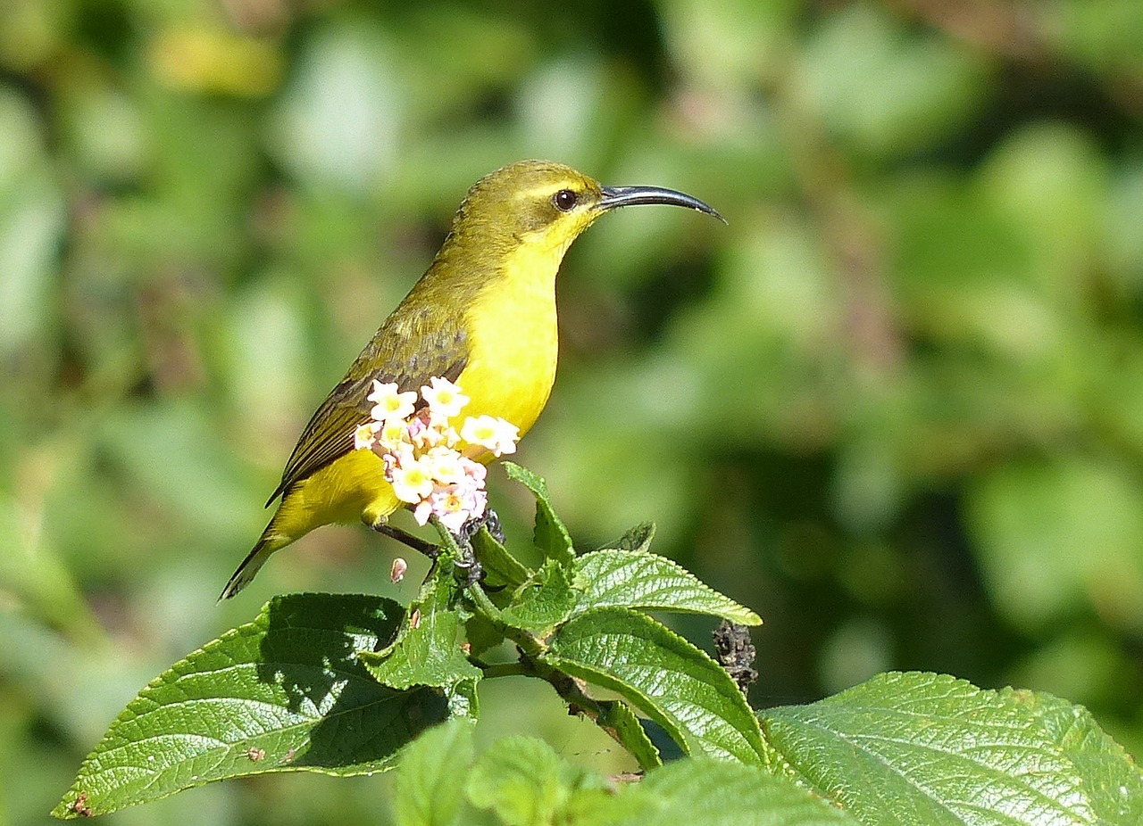 sunbird yeppoon birds free photo