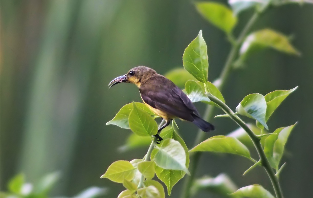 sunbird  olive-back  female free photo