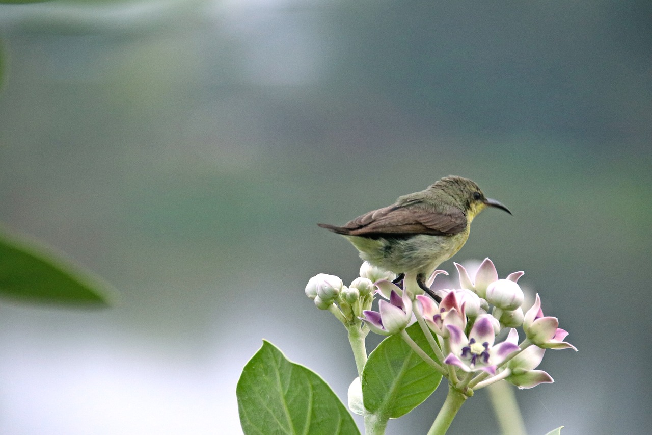 sunbird  wildlife  india free photo