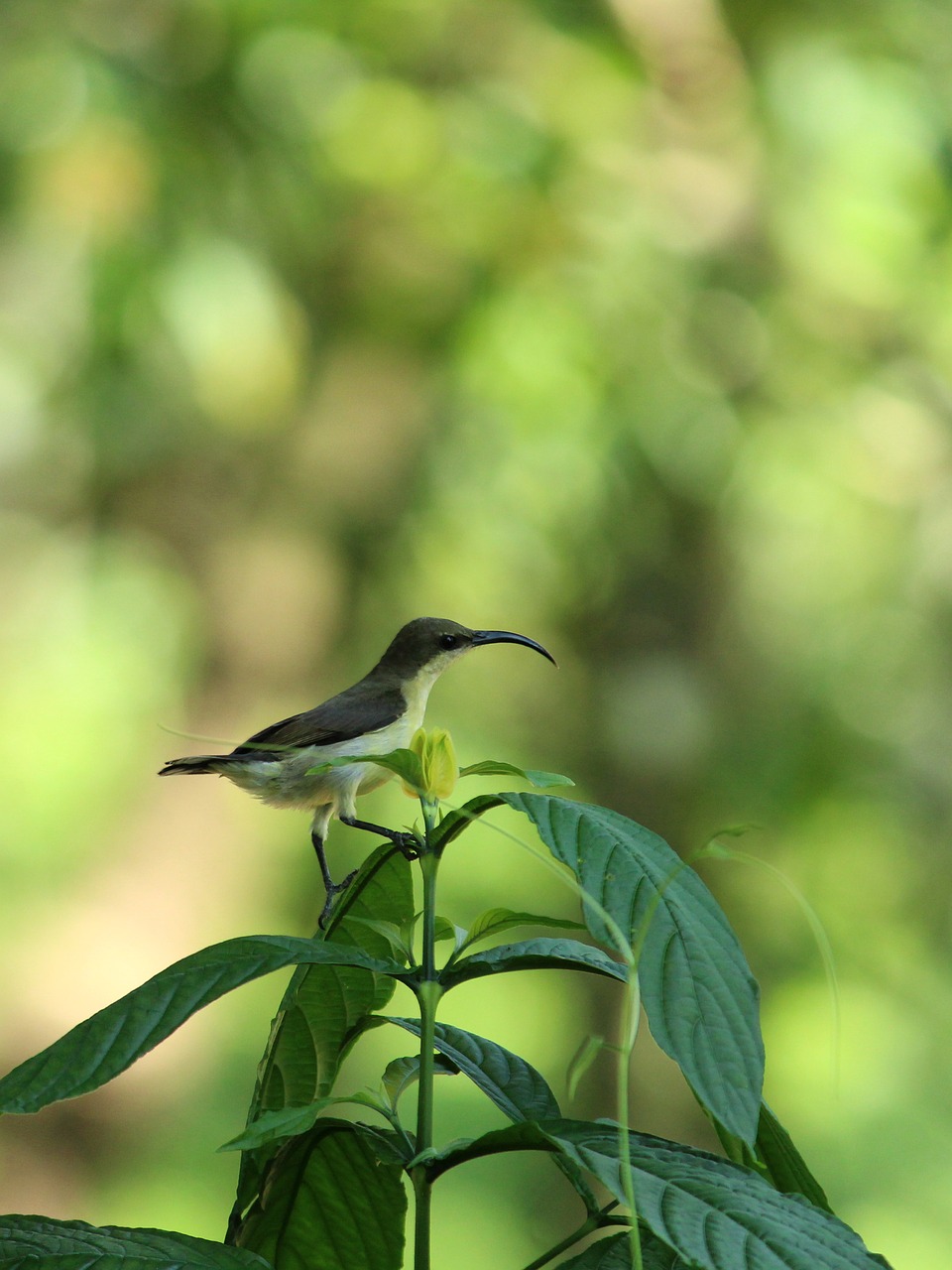 sunbird  bird  avian free photo