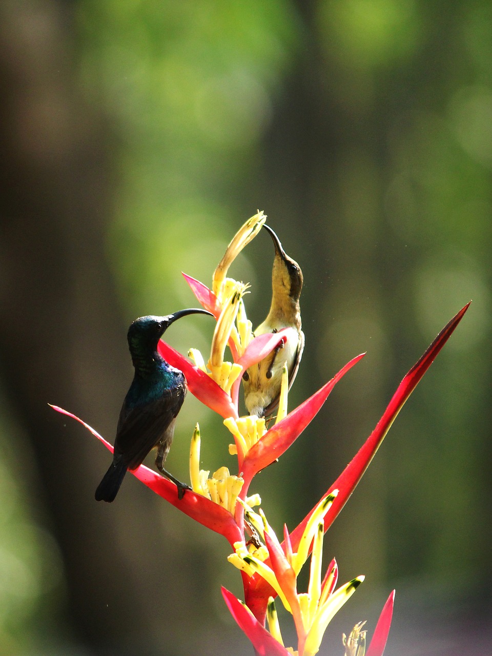 sunbird  loten's sunbird  bird free photo