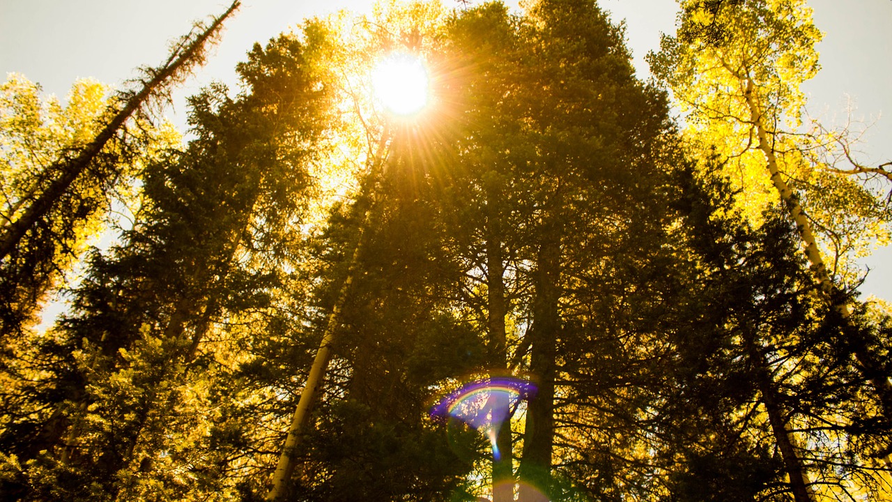 sunburst trees nature free photo