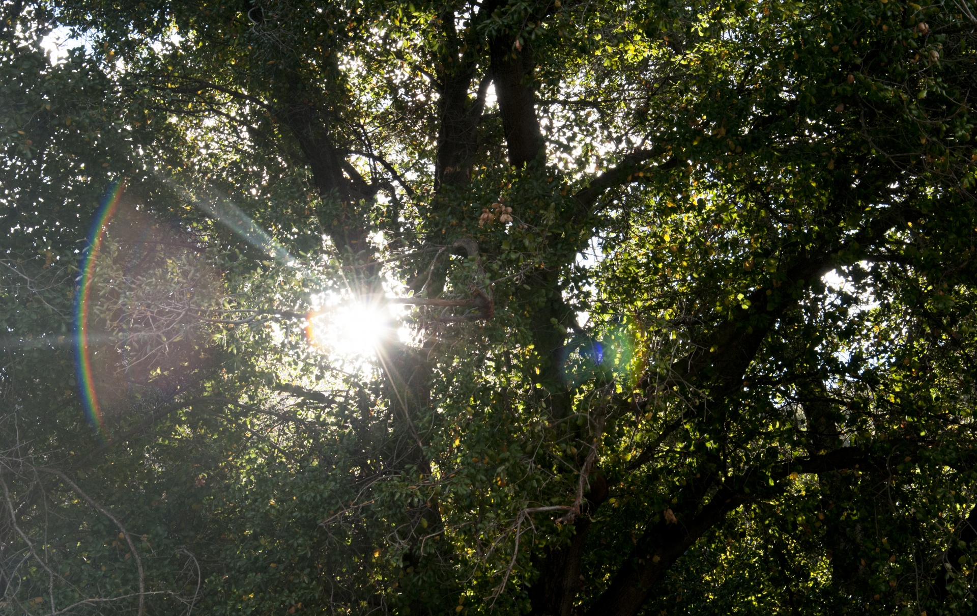 sunburst tree trees free photo