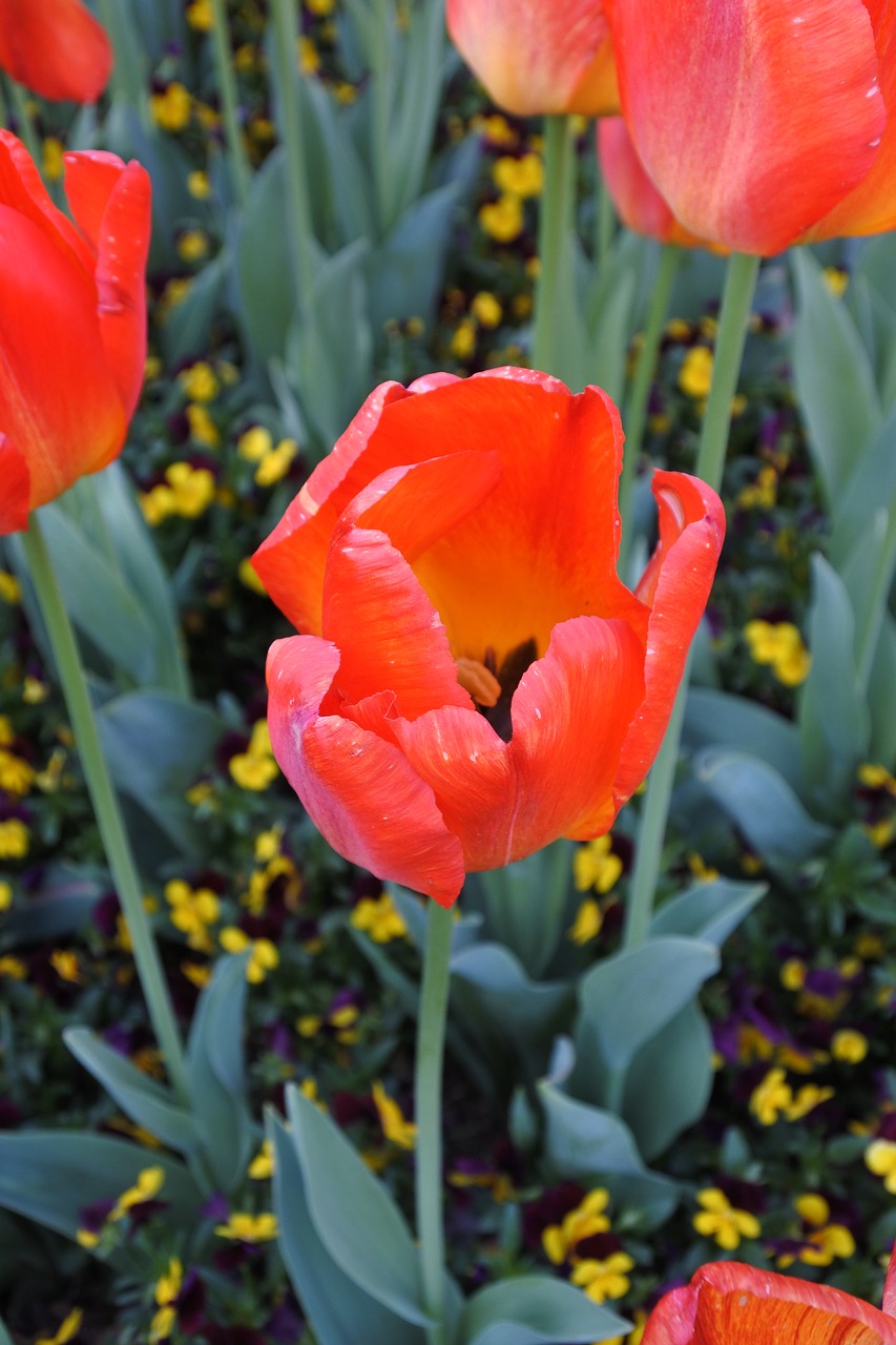 suncheon bay flowers the close-up free photo