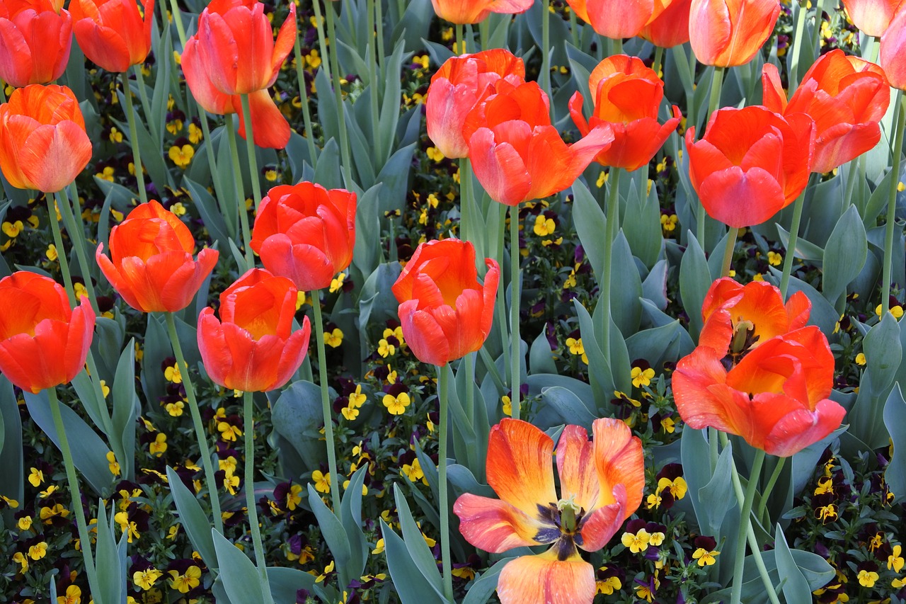 suncheon bay flowers the close-up free photo