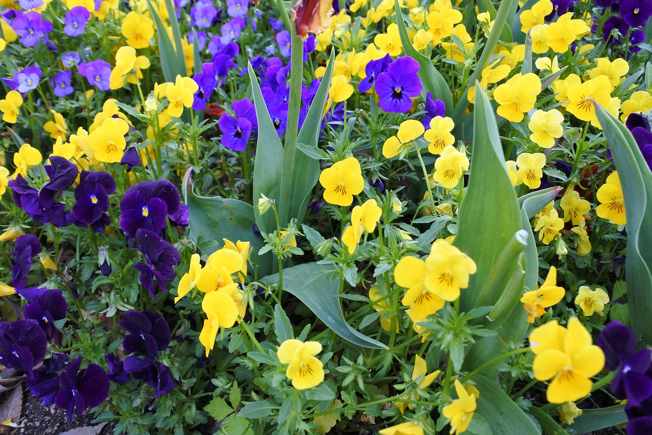 suncheon bay flowers the close-up free photo