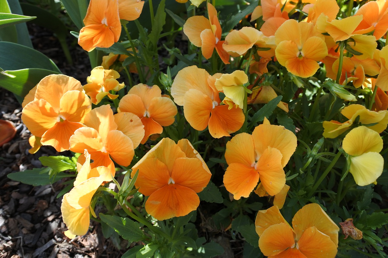 suncheon bay flowers the close-up free photo