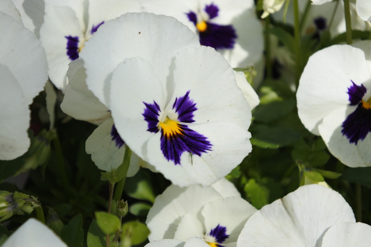 suncheon bay flowers the close-up free photo