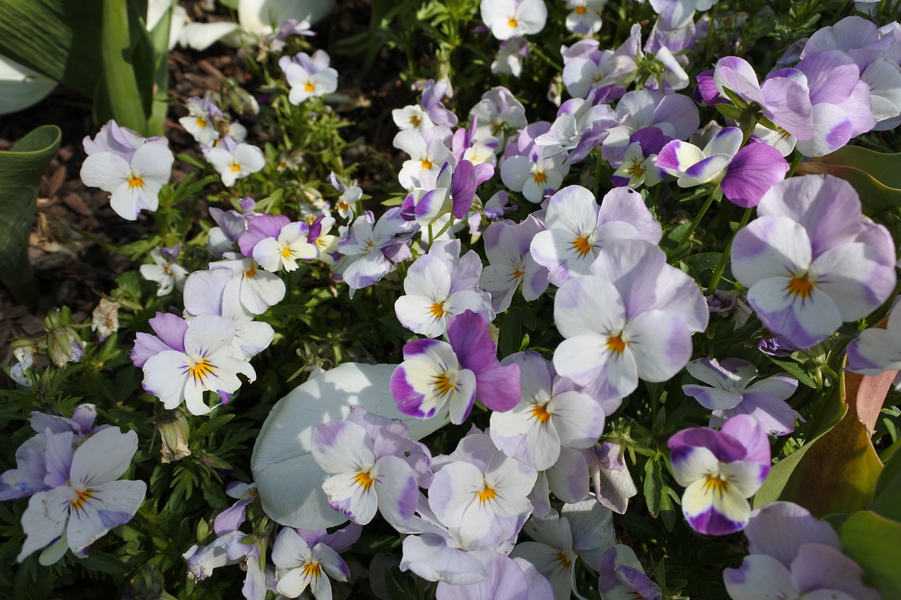 suncheon bay flowers the close-up free photo