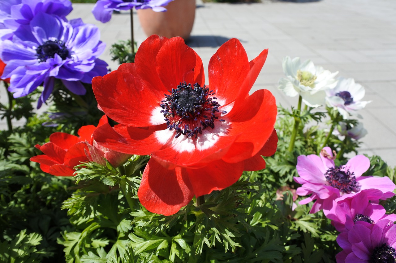 suncheon bay flowers the close-up free photo