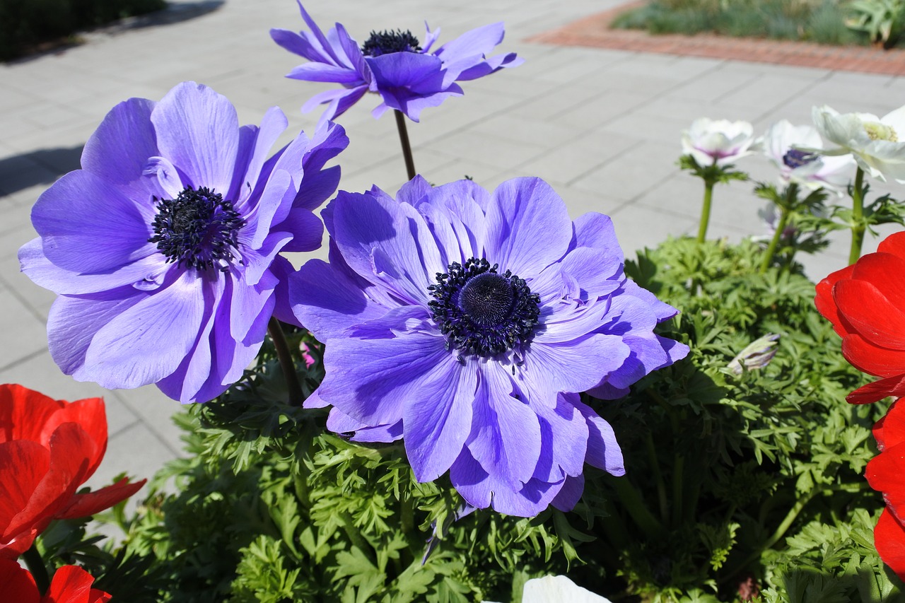 suncheon bay flowers the close-up free photo