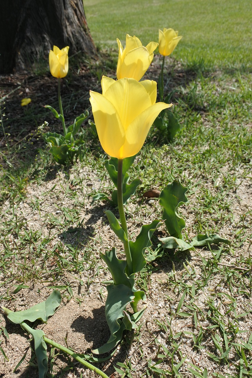 suncheon bay flowers the close-up free photo