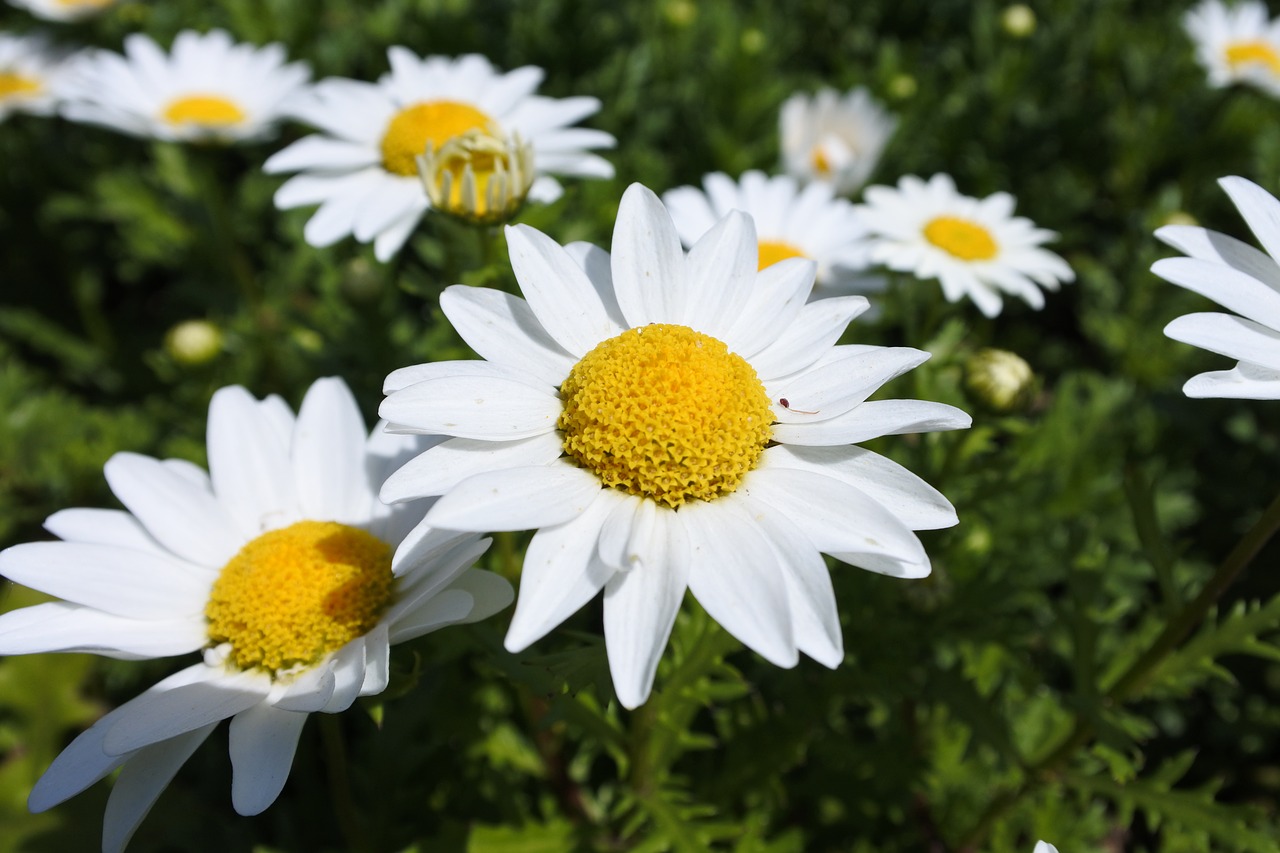 suncheon bay flowers the close-up free photo