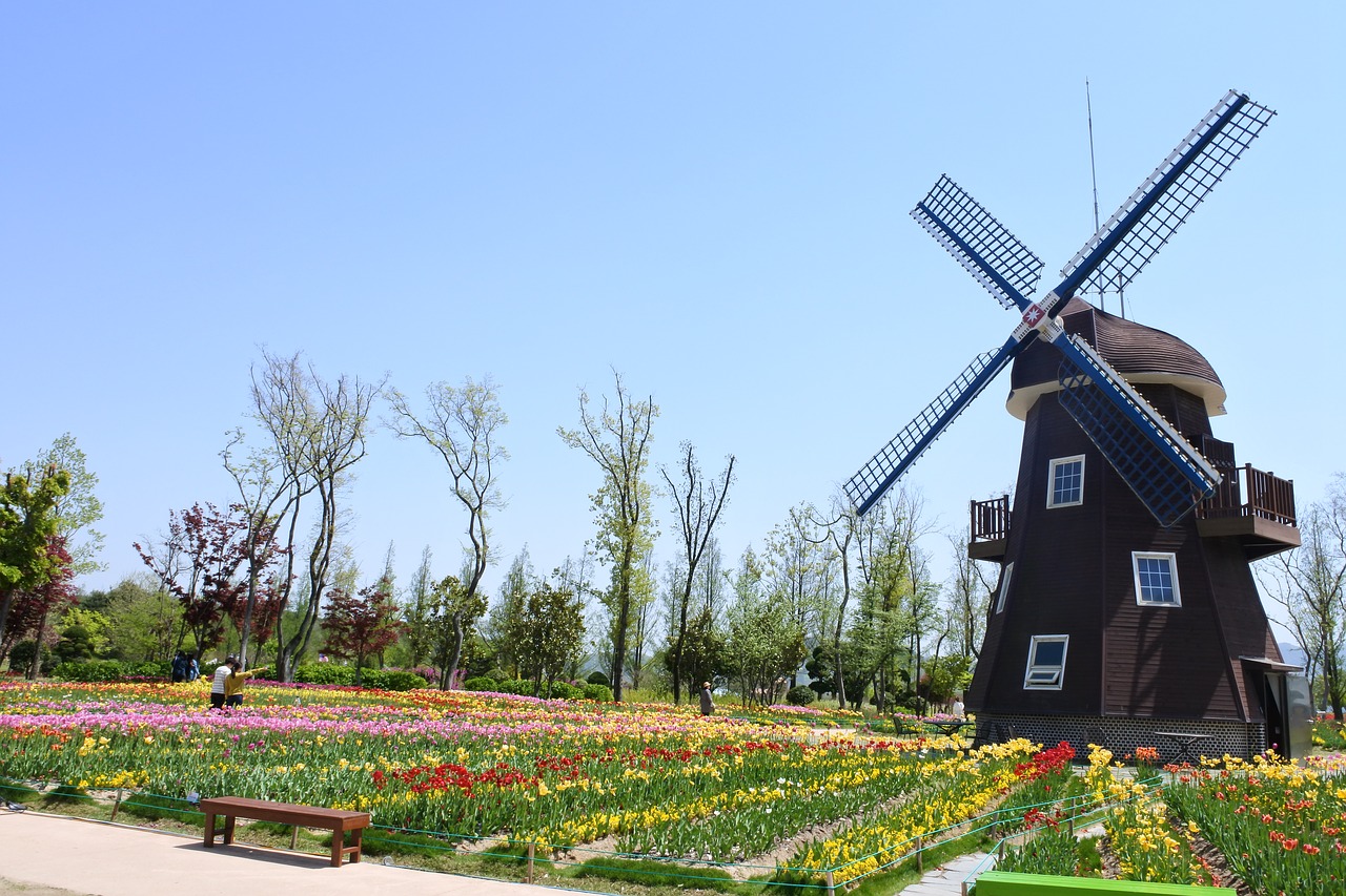 suncheon bay flowers garden free photo