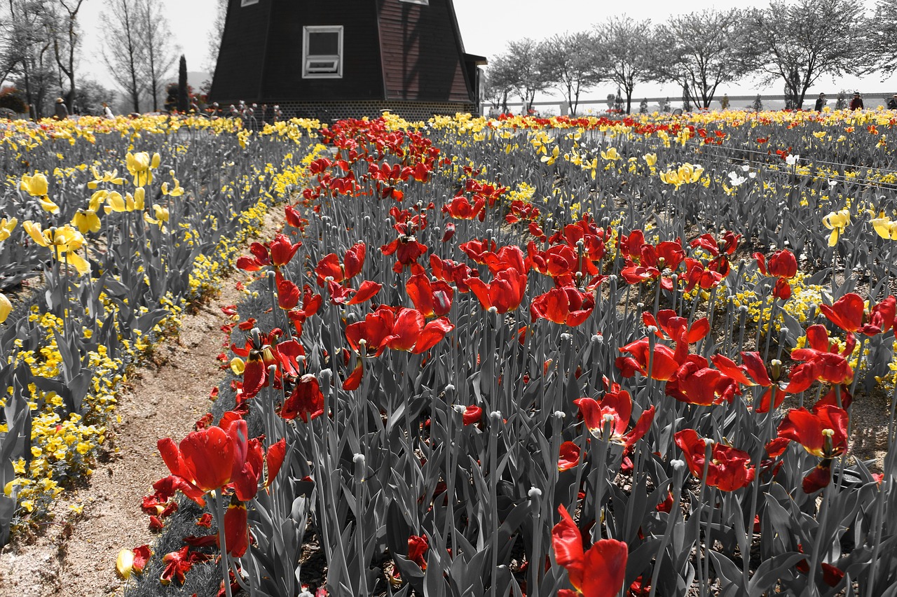 suncheon bay flowers nikon free photo