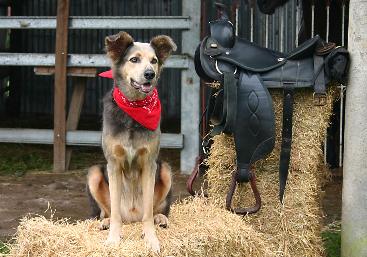 dog saddle western free photo