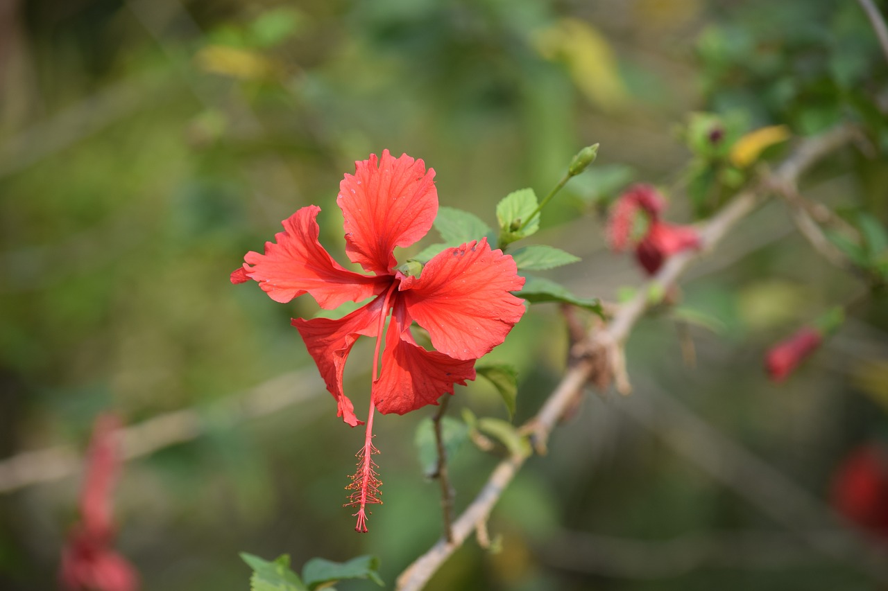 sundarban  forrest  nature free photo