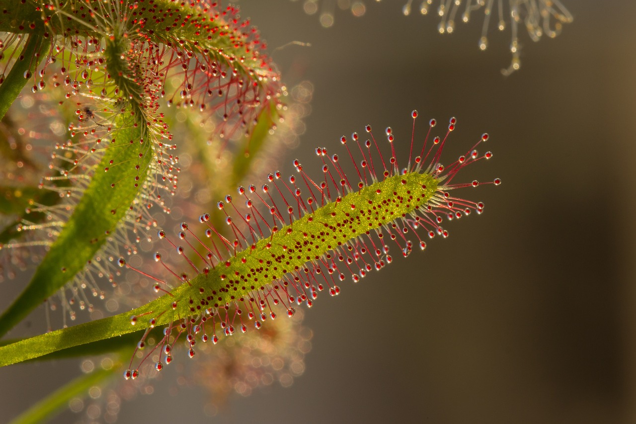 sundew drosera fishing journal free photo