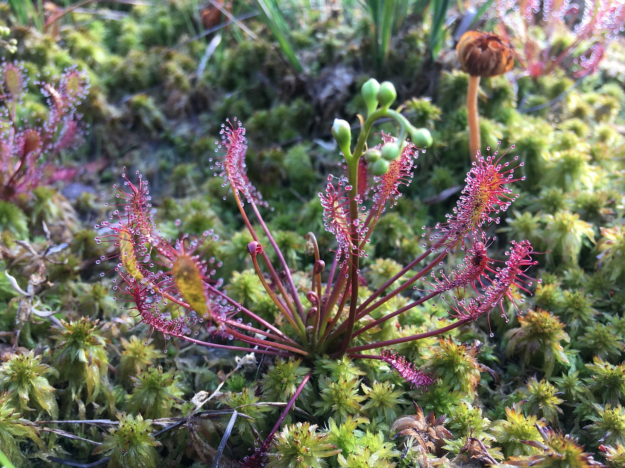 sundew peat moss moor free photo